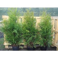 Kategorie <b>Nadelbäume u. Koniferen </b> - Thuja occidentalis 'Brabant' 175-200 cm