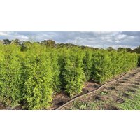 Kategorie <b>Nadelbäume u. Koniferen </b> - Thuja occidentalis 'Brabant' 200-225 cm