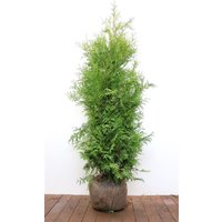 Kategorie <b>Nadelbäume u. Koniferen </b> - Thuja occidentalis 'Brabant' 140- 160 cm