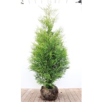 Kategorie <b>Nadelbäume u. Koniferen </b> - Thuja occidentalis 'Brabant' 150-175 cm
