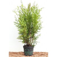Kategorie <b>Nadelbäume u. Koniferen </b> - Thuja occidentalis 'Brabant' 60-100 cm