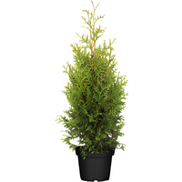 Kategorie <b>Nadelbäume u. Koniferen </b> - Thuja occidentalis 'Brabant' 2 Liter Container 80-100 cm