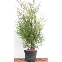 Kategorie <b>Nadelbäume u. Koniferen </b> - Thuja occidentalis 'Brabant' 80-100 cm