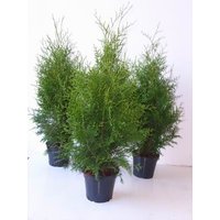 Kategorie <b>Nadelbäume u. Koniferen </b> - Thuja occidentalis 'Brabant' 80-100 cm