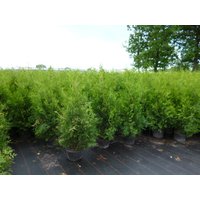 Kategorie <b>Nadelbäume u. Koniferen </b> - Thuja occidentalis 'Brabant' 100-125 cm
