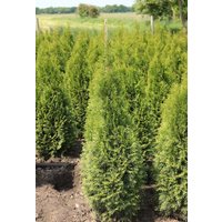 Kategorie <b>Nadelbäume u. Koniferen </b> - Thuja occidentalis 'Smaragd' 140-160 cm