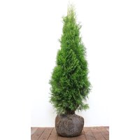 Kategorie <b>Nadelbäume u. Koniferen </b> - Thuja occidentalis 'Smaragd' m B 120- 140cm