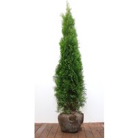 Kategorie <b>Nadelbäume u. Koniferen </b> - Thuja occidentalis 'Smaragd' 150-175 cm