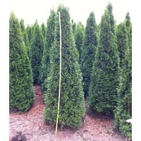 Kategorie <b>Nadelbäume u. Koniferen </b> - Thuja occidentalis 'Smaragd' 200-225 cm