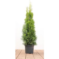 Kategorie <b>Nadelbäume u. Koniferen </b> - Thuja occidentalis 'Smaragd' 60-80 cm 2 Liter Container