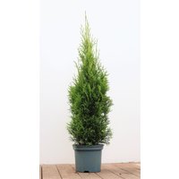 Kategorie <b>Nadelbäume u. Koniferen </b> - Thuja occidentalis 'Smaragd' 80-100 cm 3 Liter Container