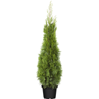 Kategorie <b>Nadelbäume u. Koniferen </b> - Thuja occidentalis 'Smaragd' 100-120 cm