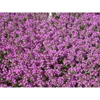 Kategorie <b>Produkt nicht gewünscht </b> - Thymus serpyllum 'Creeping Red' 2 Liter Container (Wuchs jahreszeitlich)