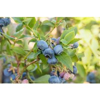 Kategorie <b>Produkt nicht gewünscht </b> - Vaccinium corymbosum 'Bluecrop' 40-60 cm