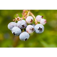 Kategorie <b>Obst </b> - Vaccinium corymbosum 'Bonus' 40-60 cm