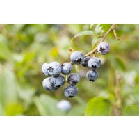 Kategorie <b>Obst </b> - Vaccinium corymbosum 'Toro' 40-60 cm