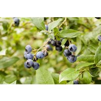 Kategorie <b>Obst </b> - Vaccinium corymbosum 60-80 cm