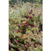 Kategorie <b>Beeren </b> - Vaccinium macrocarpon 'Pilgrim' 15-20 cm