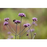Kategorie <b>Produkt nicht gewünscht </b> - Verbena bonariensis Purple Tower 2 Liter Container (Wuchs jahreszeitlich)