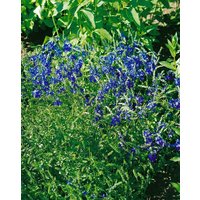 Stauden - Veronica austr. Knallblau 2 Liter Container (Wuchs jahreszeitlich)