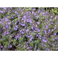 Kategorie <b>Produkt nicht gewünscht </b> - Veronica prostrata 2 Liter Container (Wuchs jahreszeitlich)