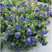 Stauden - Veronica Tidal Pool 2 Liter Container (Wuchs jahreszeitlich)