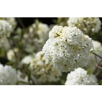Kategorie <b>Blütensträucher und Ziergehölze </b> - Viburnum 'Eskimo' 40-60 cm