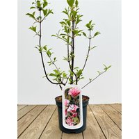 Kategorie <b>Blütensträucher und Ziergehölze </b> - Viburnum bodnantense 'Dawn' 40-60 cm