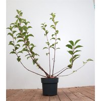Kategorie <b>Blütensträucher und Ziergehölze </b> - Viburnum bodnantense 'Dawn' 60-80 cm