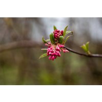 Kategorie <b>Blütensträucher und Ziergehölze </b> - Viburnum bodnantense 'Dawn' 80-100 cm
