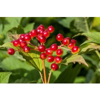 Kategorie <b>Blütensträucher und Ziergehölze </b> - Viburnum opulus 100-125 cm