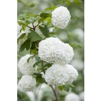 Kategorie <b>Produkt nicht gewünscht </b> - Viburnum opulus 'Roseum' 40-60 cm