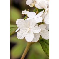 Kategorie <b>Produkt nicht gewünscht </b> - Viburnum plicatum 'Summer Snowflake' 80 cm Stammhöhe