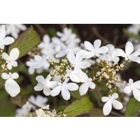 Kategorie <b>Produkt nicht gewünscht </b> - Viburnum plicatum 'Watanabe' 30-40 cm