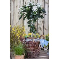 Kategorie <b>Blütensträucher und Ziergehölze </b> - Viburnum tinus 30-40 cm