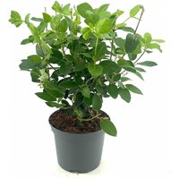 Kategorie <b>Blütensträucher und Ziergehölze </b> - Viburnum tinus 'Eve Price' 30-40 cm