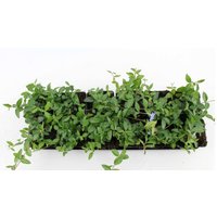 Kategorie <b>Bodendecker </b> - Vinca minor ca. 9x9 cm Topf (Wuchs jahreszeitlich)