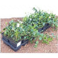 Kategorie <b>Bodendecker </b> - Vinca minor 'Alba' ca. 9x9 cm Topf (Wuchs jahreszeitlich)