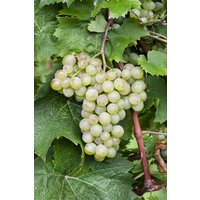 Kategorie <b>Produkt nicht gewünscht </b> - Vitis vinifera 'Millenium' CAC 80-100 cm