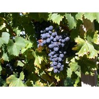 Kategorie <b>Produkt nicht gewünscht </b> - Vitis vinifera 'Attika' 80-100 cm