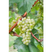 Kategorie <b>Produkt nicht gewünscht </b> - Vitis vinifera 'Bianca' 80-100 cm