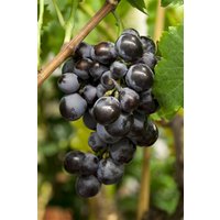 Kategorie <b>Produkt nicht gewünscht </b> - Vitis vinifera 'Centuri' 80-100 cm