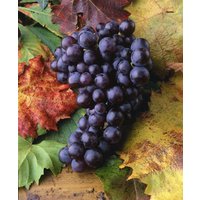Kategorie <b>Produkt nicht gewünscht </b> - Vitis vinifera 'Isabella' 100-150 cm