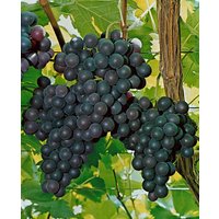 Kategorie <b>Produkt nicht gewünscht </b> - Vitis vinifera 'Kyoho' 80-100 cm