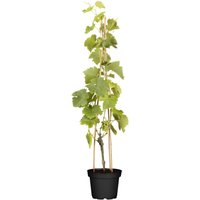 Kategorie <b>Produkt nicht gewünscht </b> - Vitis vinifera 'Lakemont' 80-100 cm