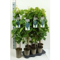 Kategorie <b>Produkt nicht gewünscht </b> - Vitis vinifera 'Muscat bleu' 80-100 cm