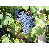 Kategorie <b>Produkt nicht gewünscht </b> - Vitis vinifera 'Nero' 80-100 cm