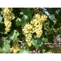 Kategorie <b>Produkt nicht gewünscht </b> - Vitis vinifera 'Phönix' 100-150 cm