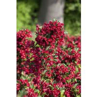 Kategorie <b>Produkt nicht gewünscht </b> - Weigela 'Eva Rathke' 60-100 cm