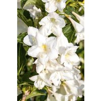 Kategorie <b>Produkt nicht gewünscht </b> - Weigela 'Snowflake' 60-100 cm